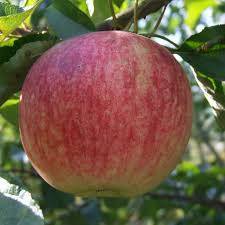Народная яблоня осеннее полосатое: описание, фото