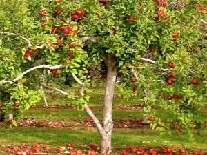 Как посадить саженец яблони весной?