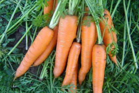 Посадка моркови весной в открытый грунт. когда сажать морковь в 2020 году