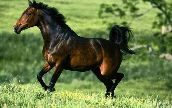 Мустанг (лошадь): описание породы и фото