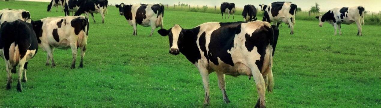 Сколько стоят молодые и взрослые коровы, продажа коров мясной и молочной пород