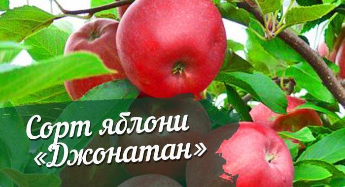 Яблоня авенариус: описание сорта, посадка и уход