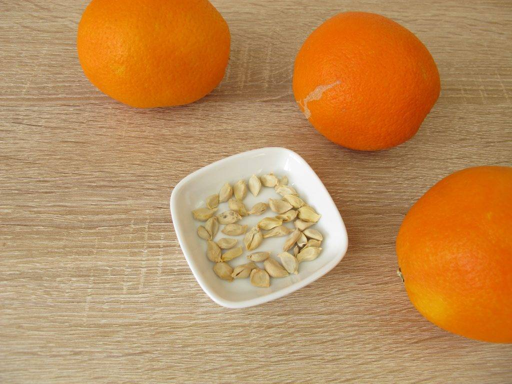 Выращивание апельсинов из косточек в домашних условиях, как посадить привить росток, болезни и уход