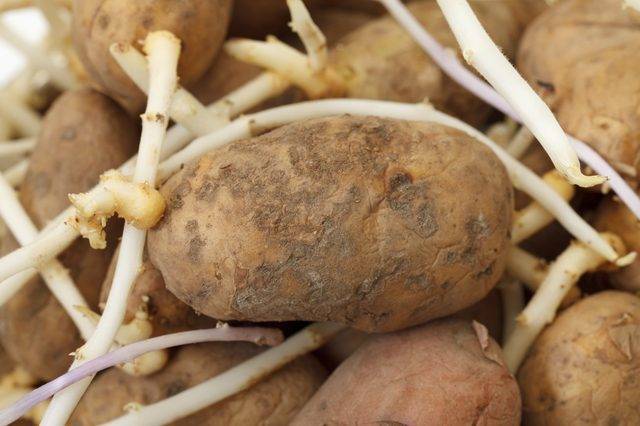 Семенной картофель – как правильно хранить, прорастить и подготовить к высадке?