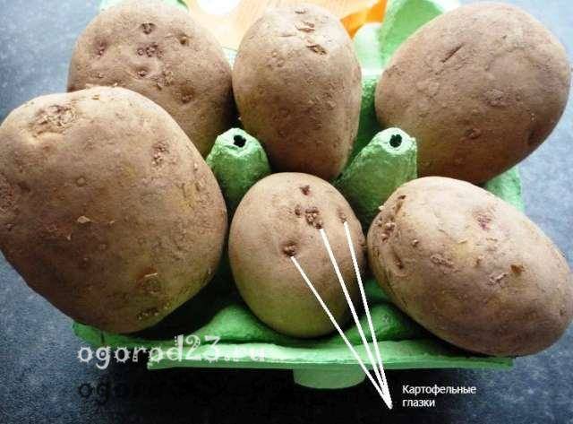 Подготовка картофеля к посадке: как получить большой урожай