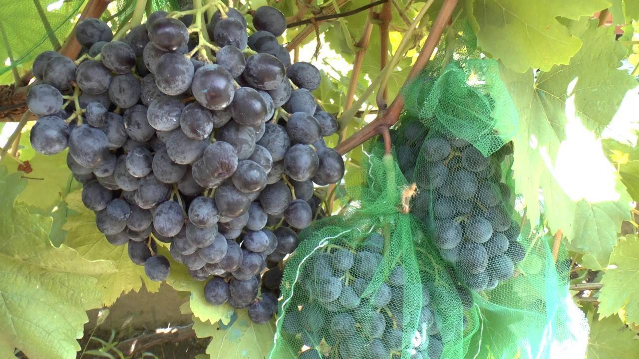 “виноград “”илья муромец””: описание, выращивание”