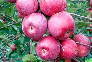 Яблоня подарок графскому: описание сорта и его фото, подробные характеристики и особенности выращивания