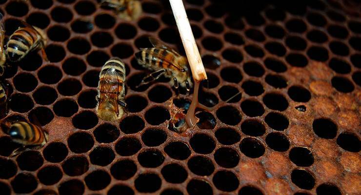 Симптомы, методы лечения и профилактика болезней пчел