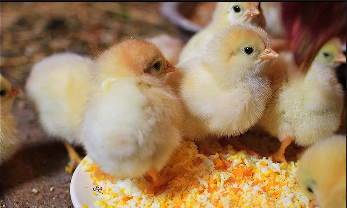 Раскрываем секреты комбикормов для питания цыплят и учимся их готовить.
