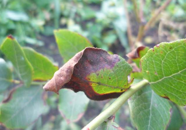 Причины скручивания листьев у груши – руководство по лечению