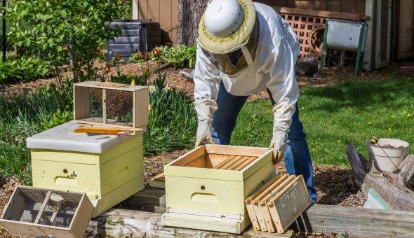 Как правилно объединить пчелосемьи