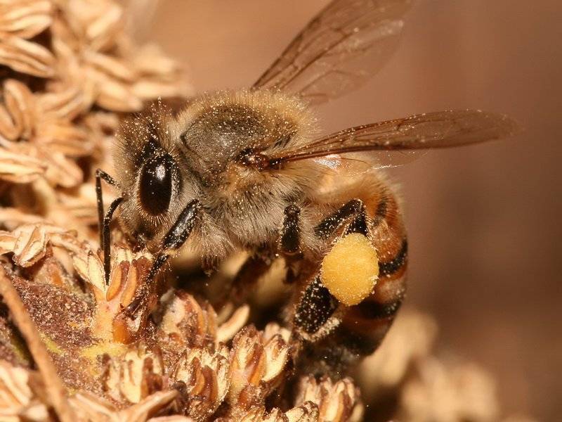 О видах пчел: медоносная, бурзянская, гигантская, как называется большая пчела