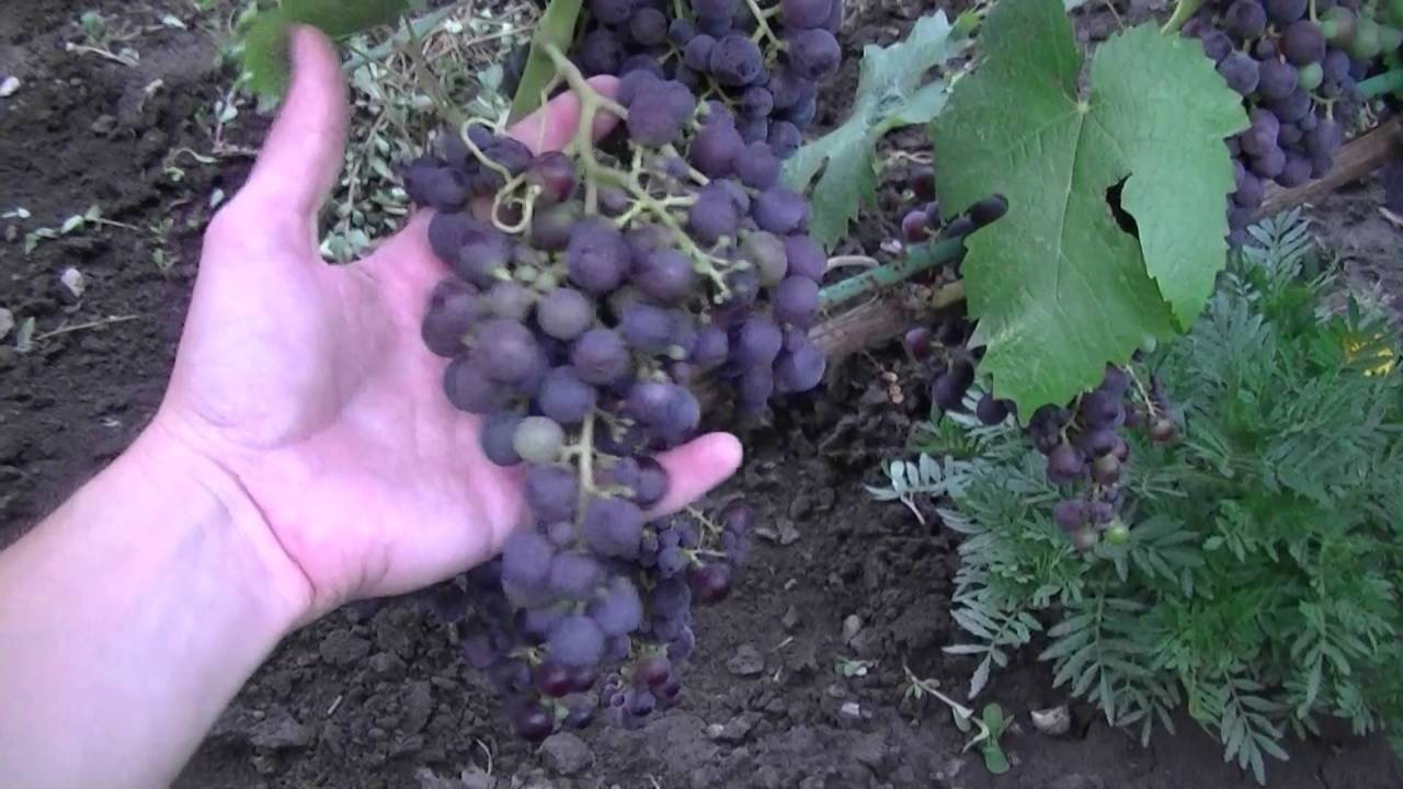 Фиолетовый ранний сорт винограда: описание, уход, особенности разведения