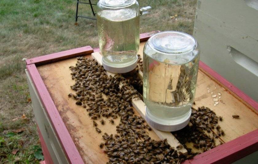 Подкормка пчел весной до и после облета: сироп для подкормки, канди, сыта, перга, мед