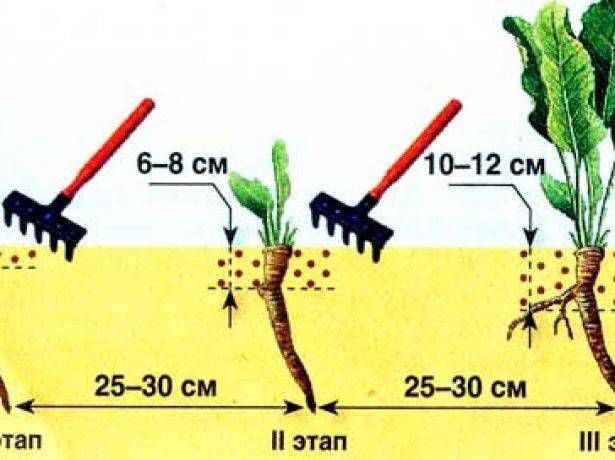 Как размножить хрен. как посадить хрен на своём огороде