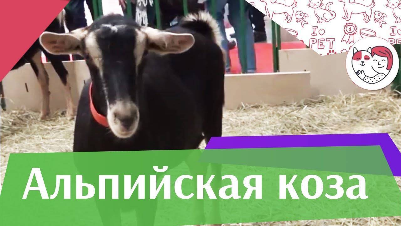 Молочные козы: правила по уходу и содержанию