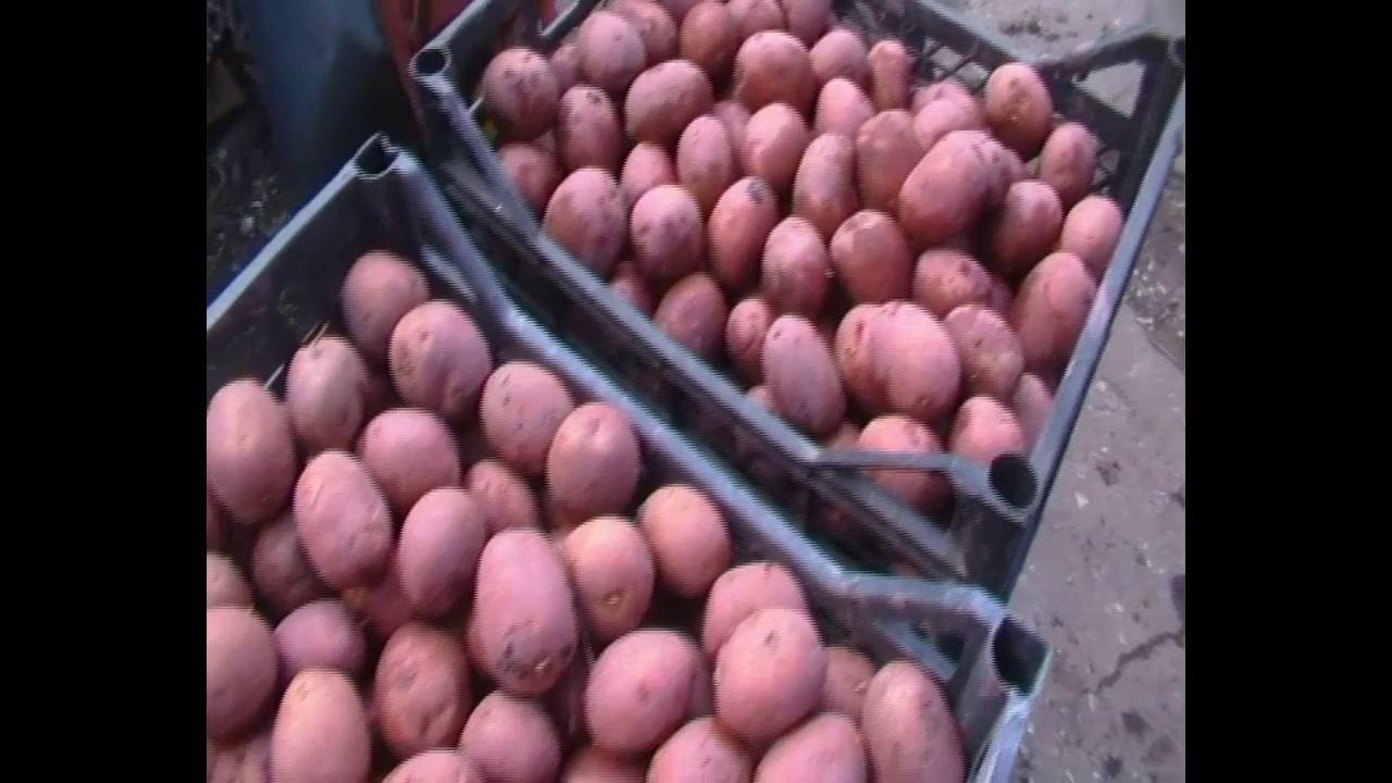 Способы обработки картофеля перед посадкой от колорадского жука