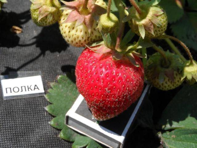 Клубника «ирма» — описание и характеристика сорта, агротехника выращивания и посадки ягоды (фото)