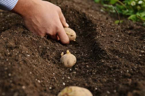 Популярные ранние сорта картофеля и особенности их выращивания