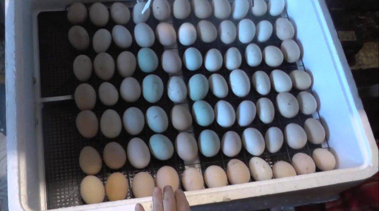 Особенности инкубации яиц мулардов