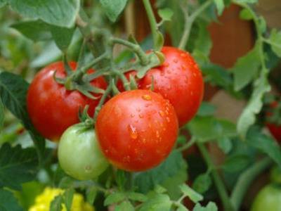 Как вырастить рассаду помидоров в теплице из поликарбоната или парнике: можно ли использовать неподготовленные семена томата и в какой срок их сеять?