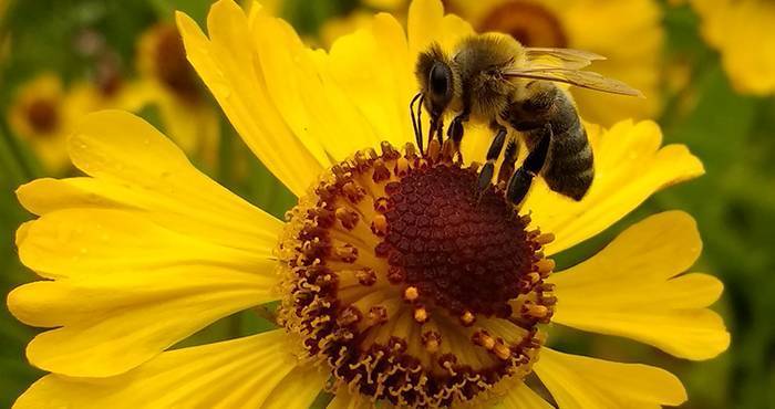 Сколько рамок с медом оставить пчелам на зиму в улье: всего можно и нужно