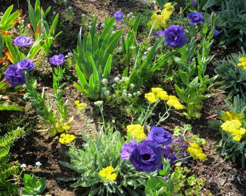 Эустома многолетняя (53 фото): посадка и уход в открытом грунте, выращивание садовых цветов, зимовка многолетников