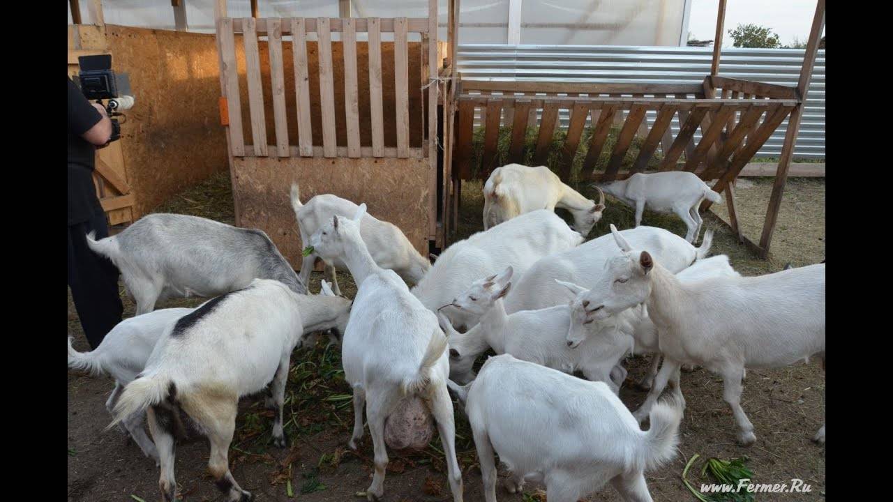 Содержание молочных коз: правила кормления, ухода, доение