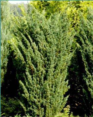 Можжевельник обыкновенный сентинел (juniperus communis sentinel)