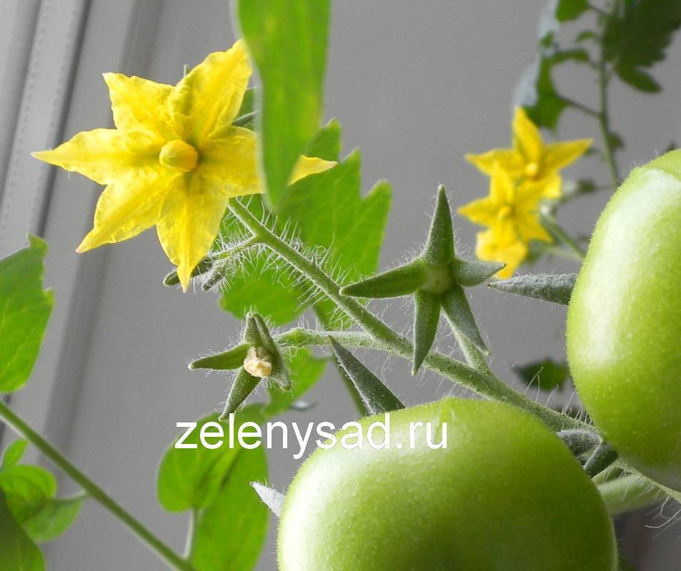 Как опыляются помидоры в теплице