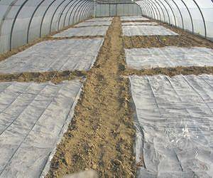Обработка почвы медным купоросом весной для посадки картофеля