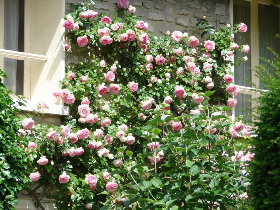 Плетистая роза: уход осенью, подготовка к зиме, обрезка, укрытие на зиму