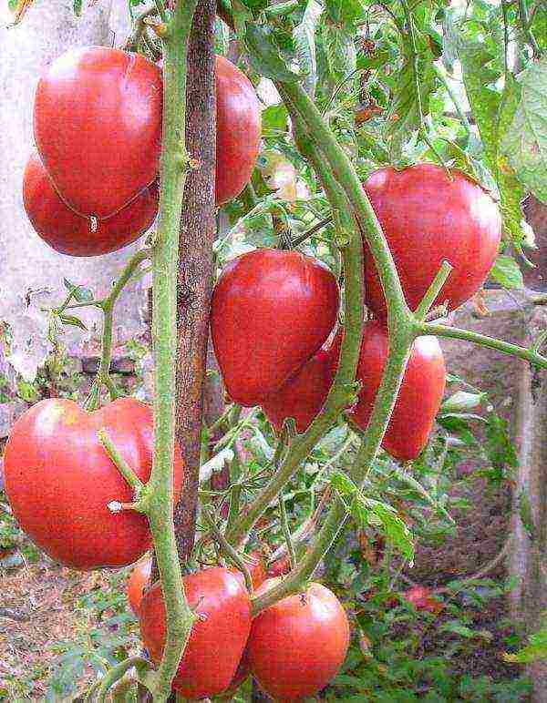 Лучшие сорта помидоров сибирской селекции на 2020 год