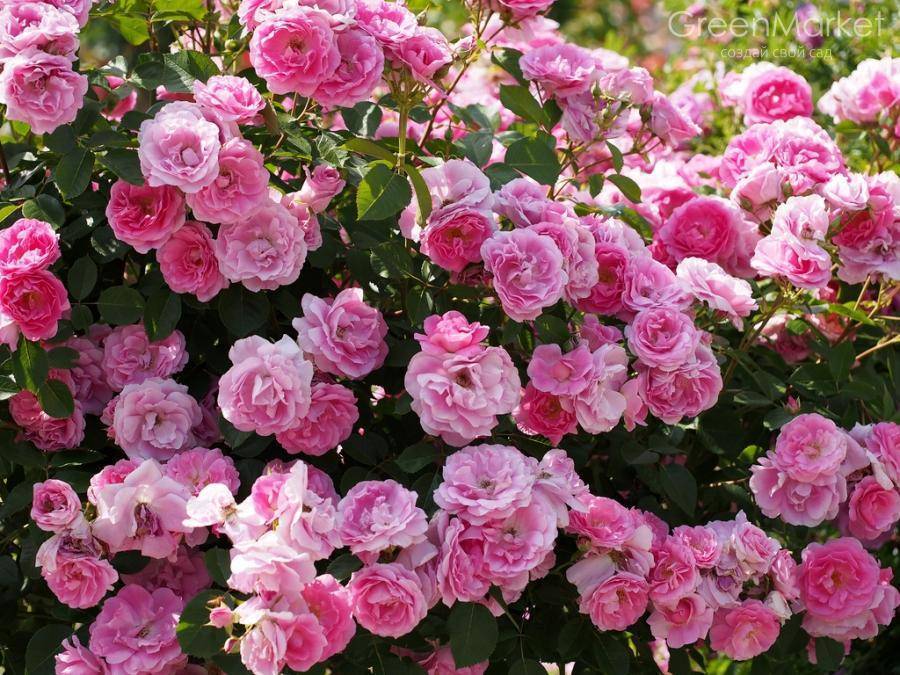 О розе morden blush: описание и характеристики сорта канадской парковой розы