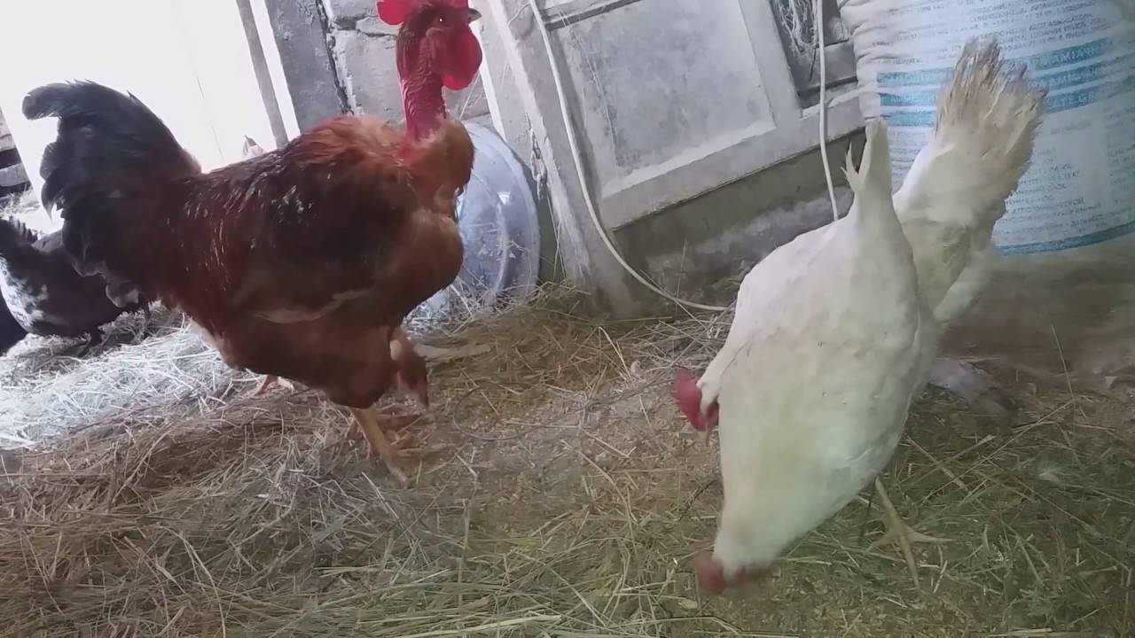 Как петухи оплодотворяют курицу? как определить оплодотворенное яйцо курицы