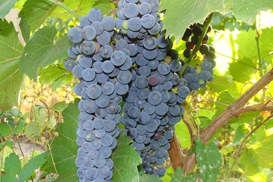 Неукрывные сорта винограда: амурские гибриды