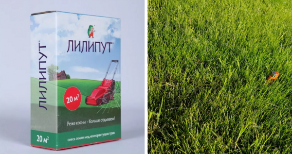 Сеянный газон: как выбрать газонную траву и какой из сортов самый лучший?