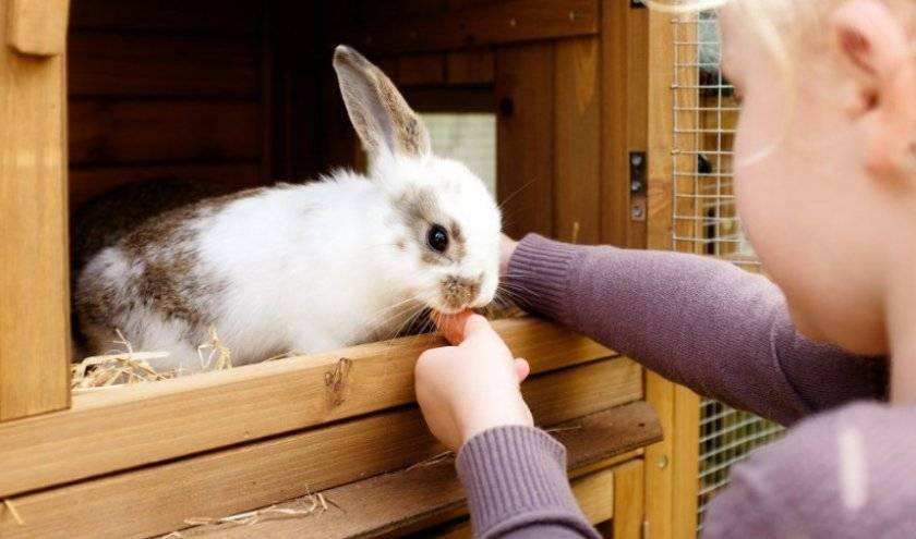 Едят ли кролики огурцы