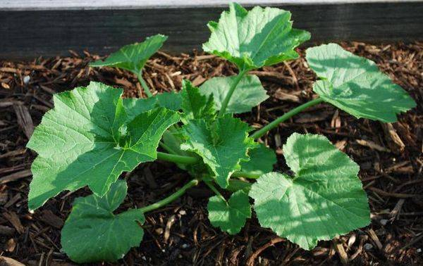 Выращивание кабачков в открытом грунте: пособие для начинающих садоводов