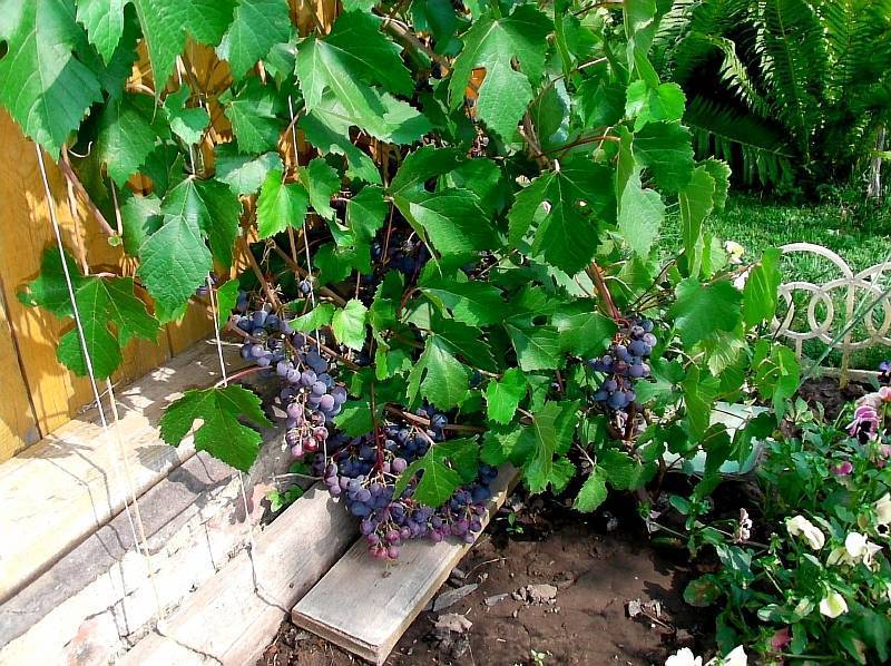 Описание винограда сорта загадка шарова, правила посадки и ухода