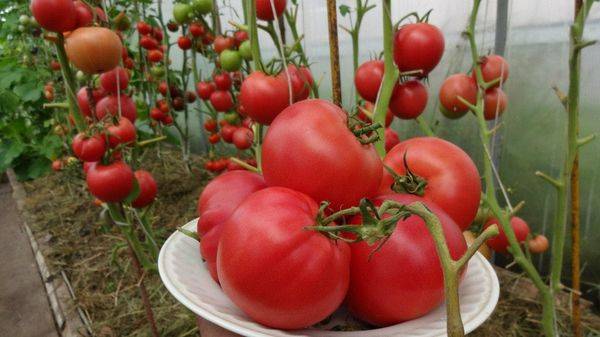 О томате Чудо Земли: описание сорта, характеристики помидоров, посев
