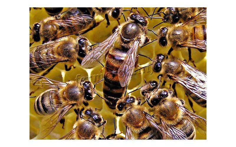 Приготовление и подкормка пчел инвертированным сахарным сиропом