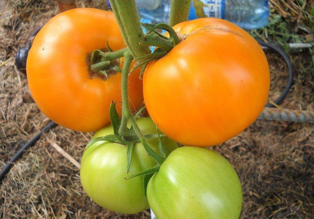 Золотые купола: описание сорта томата, характеристики помидоров, посев