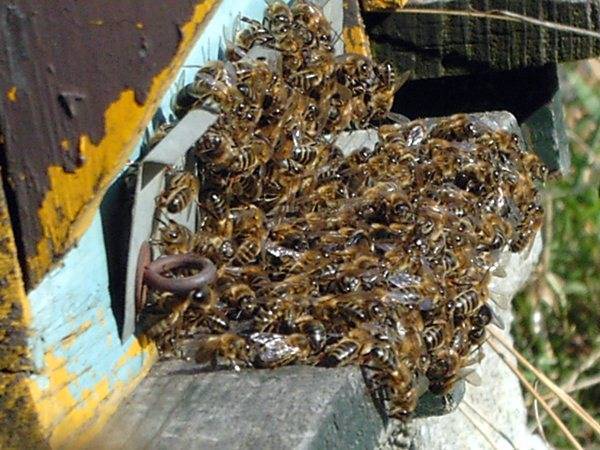 Чем опасен вирусный паралич пчел, можно ли его вылечить и предотвратить?