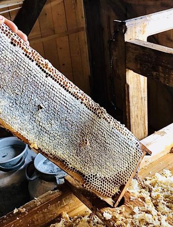 Бортевой мед – элитный продукт пчеловодства