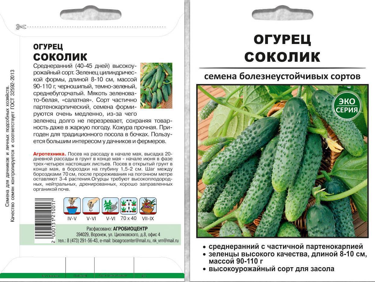 Сорт огурцов гинга f1: описание, характеристика, выращивание и уход