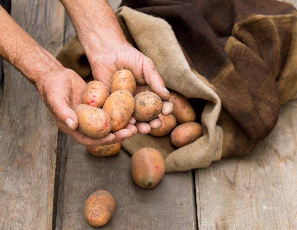 Как хранить картофель: полезные советы и секреты