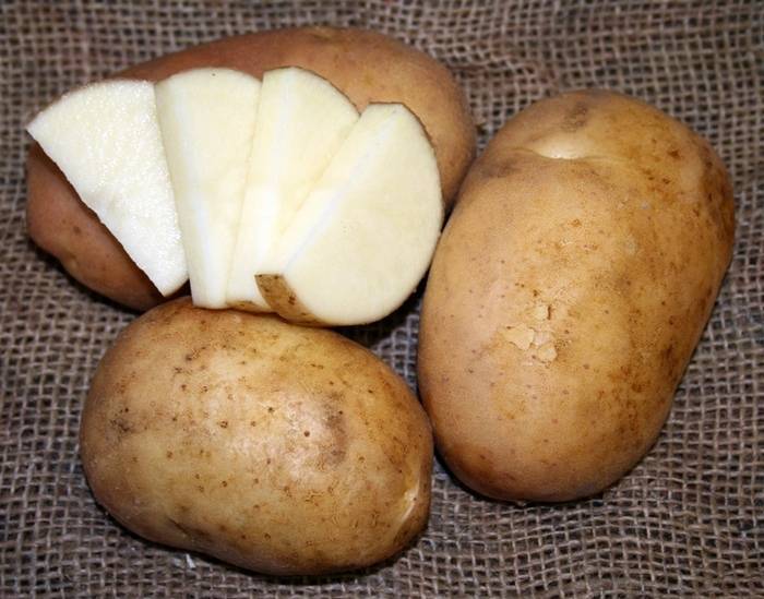 Лучшие сорта картофеля для средней полосы россии, урала и поволжья