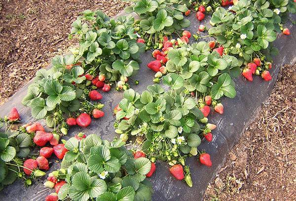 Выращивание клубники в открытом грунте - секреты урожая