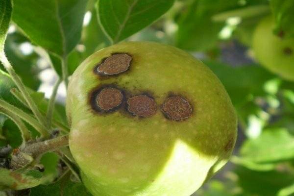 Как бороться с паршой на яблоне: каким препаратом обработать, как лечить